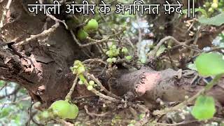 Jangali अंजीर के अनगिनत फ़ेदे  I planted a wild fig tree 5 years ago  figtree anjeer [upl. by Ybrik]