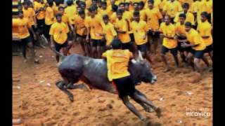 Aram Sei  I Support Jallikattu [upl. by Aip134]