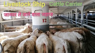 Livestock Ship जानवर ले जाने वाला जहाज Cattle Carrier Ship [upl. by Drofla]