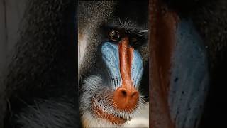 Why Mandrills Arent What You Think monkey mandrill myth [upl. by Dib169]