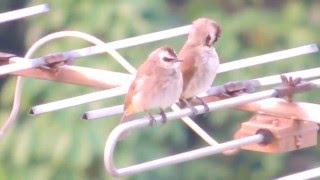 Yellowvented Bulbul sings and opens its wings [upl. by Margret308]