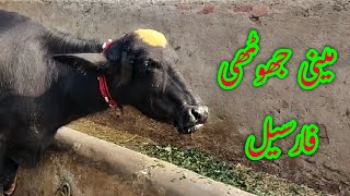 Watch beautiful neeli Ravi buffalo far sale in Punjab Pakistan on YouTube17112024 [upl. by Rap]