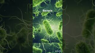 Bacteria  3d animation of bacteria Structure of bacteria microbiology bacteriaanatomyshotrs [upl. by Irik279]