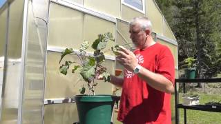 Survival Gardening  The Perennial Tree Collard [upl. by Vigen]