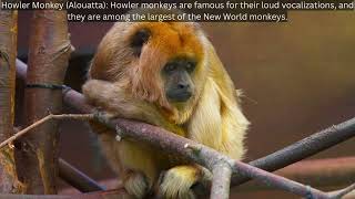 quotDiscover the Top 5 Monkey Names in the World  Fascinating Primate Species Revealedquot [upl. by Rolyks]