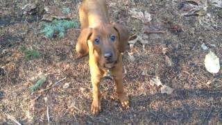 Penny The Redbone Coonhound Puppy Baying And Biting [upl. by Onofredo]