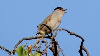 Eurasian Blackcap  Mönchsgrasmücke  Sylvia atricapilla singing [upl. by Neellek]