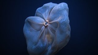 Shapeshifting Deepstaria Jelly  Nautilus Live [upl. by Aleahc]