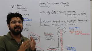 Auxin transport Part 1 Plant physiology CSIR NEET CSIR DBT Msc entrances [upl. by Hguh639]