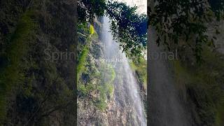 Springbrook National Park Qld 💚 viajar travel vivirenaustralia springbrooknationalpark [upl. by Issim]