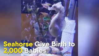 Seahorse Give Birth to 2000 Babies [upl. by Johnette]