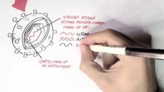 Microbiology  Viruses Structure Types and Bacteriophage Replication [upl. by Lesley]