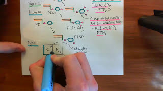 Type 1 Phosphoinositide 3Kinase Enzymes Part 3 [upl. by Atirhs]