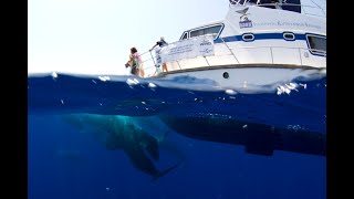 Pottwalsichtungen im Mittelmeer  Forschungsexpedition 2020  SaveMobyProjekt [upl. by Dnalevelc775]