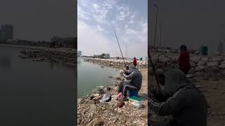 Mullet fishing at al khobar corniche [upl. by Danaher827]