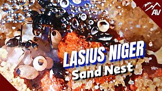 LASIUS NIGER Sand Nest  Tunnel digging in DIY Ant Farm [upl. by Bore]