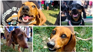 Krakows Adorable Dachschund Parade returns after 4 years  Marsz Jamników 26  2024 [upl. by Anidem]