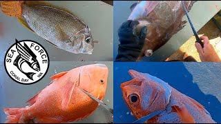 25 SPECIES  CATCH amp FILLET  Coral Bay Fishing Charter Fish Filleting [upl. by Hermon571]