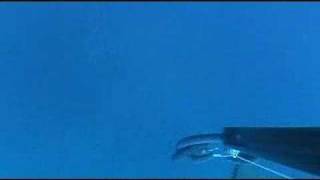 Epinephelus guaza spearfishing video [upl. by Ttennaej590]