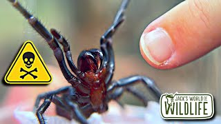 How DEADLY Is The BITE Of The FUNNEL WEB SPIDER [upl. by Guglielma138]