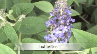 Buddleia Flutterby Petite [upl. by Etat]