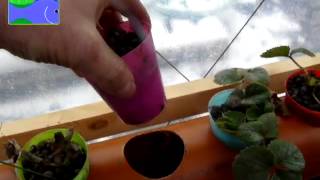 Vasch Aquaponics New setup 2013 part 2 [upl. by Westbrook676]