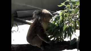 Koala Feeding at OZ E Wildlife Park Australia [upl. by Nytsirk]