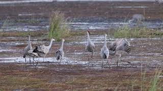 Sandhills Dancing 1 [upl. by Rossi]