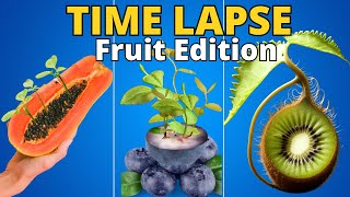 1383 Days of Growing Fruit Plants from SEED in Timelapse [upl. by Leind]