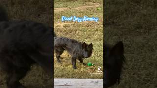 German Shepherd Dog Retrieval Training Fails dog funny shorts [upl. by Sitoel945]