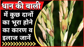 धान में बैक्टिरियल पैनिकल ब्लाइट की रोकथाम।bacterial panicle blight of rice [upl. by Nolly873]