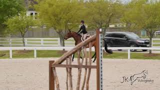 Condor  Pin Oak Charity Horse Show 2019 [upl. by Telfore]