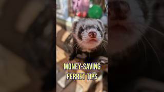 2 Money Saving DIY Tips for Ferrets [upl. by Edny493]