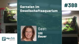 myfishorg  Garnelen im Gesellschaftsaquarium  Haltung Vergesellschaftung und Pflege Ulli B [upl. by Margarida75]