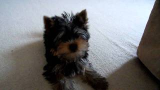 Yorkshire Terrier Puppy Barking at Camera [upl. by Saideman672]