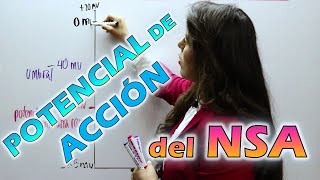 POTENCIAL DE ACCIÓN DEL NÓDULO SINUSAL  AUTOMATISMO [upl. by Ennairac]