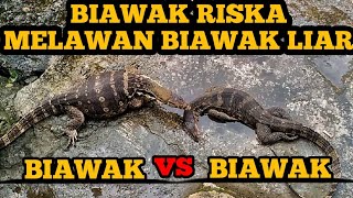 BIAWAK VS BIAWAK [upl. by Magda]