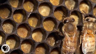 Honey Bees Make Honey  and Bread  Deep Look [upl. by Lezlie]