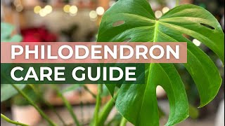 Philodendron Care Guide Monstera Congo Rojo Brasil Birkin  Tips for Thriving Houseplants [upl. by Nosidda797]