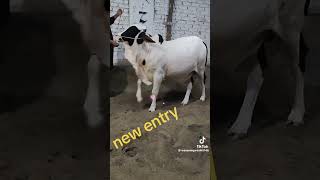 Waseem Qureshi Cattle farm vip short ARMaani7 bull SaqlainAliofficial SSTvs [upl. by Arikehs]