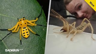 Los 13 insectos más extraños del mundo Por el 3 pagan millones de dólares [upl. by Eoz]