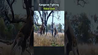 Kangaroo Fighting Voice over [upl. by Hsemin348]