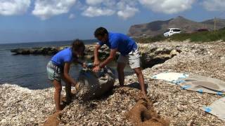 Da rifiuto a risorsa La nuova vita della Posidonia [upl. by Kho900]