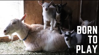 35 Baby Goats at Sunflower Farm [upl. by Bricker]