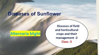 Diseases of Sunflower🌻 Alternaria Blight Plant Pathology Hindi Explanation [upl. by Tahpos]