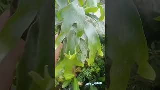 platycerium hillii dragon dance plants sale love plantlover flowers ferns staghornfern vibe [upl. by Yelrah995]