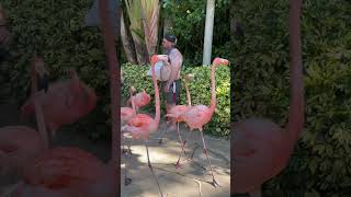 Famosa Flamingo 🦩 Walk at Discovery Cove 2024 shorts [upl. by Alema]