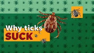 Are you risking Lyme disease Here’s how to remove ticks [upl. by Einnov]