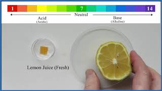 pH of Lemon Juice Is lemon juice acidic or alkaline 🍋🍋🍋 [upl. by Ahsielat294]