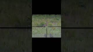 Roe deer gets dropped Killshot huntingvideo hunting [upl. by Artek]